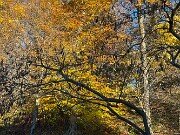 Fall Foliage 20251104 0005