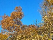 Fall Foliage 20251104 0007