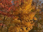 Fall Foliage 20251104 0008
