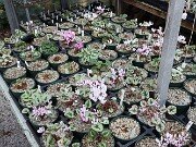 Fall Geenhouse Cyclamen 20251014 0045