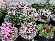 Fall Greenhouse Cyclamen 20251014 0004