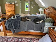 Cats and Dogs 20250519 0001