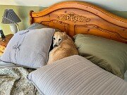 Sophie 20241102 0001