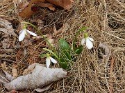 Spring Bog Gardens 20250312 0001