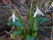 Spring Bog Gardens 20250318 0003