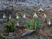 Spring Bog Gardens 20250318 0004