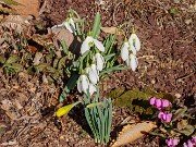 Spring Conservatory Beds 20250310 0003