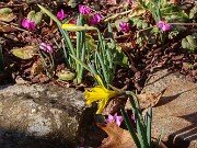 Spring Conservatory Beds 20250310 0004