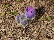 Spring Conservatory Beds 20250310 0006