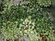 Spring Cyclamen Cold Frames 20250315 0001