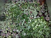 Spring Cyclamen Cold Frames 20250315 0004