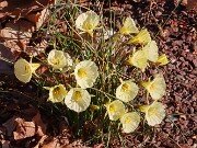 Spring Driveway Beds 20250310 0007