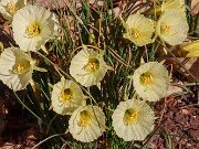 Spring Driveway Beds 20250310 0008