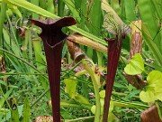 Summer Bog Gardens 20250807 0008