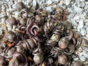 Summer Cyclamen Seeds 20250628 0003 (1)