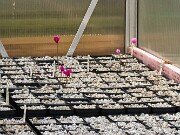 Summer Cyclamen hederifolium 20250723 0004