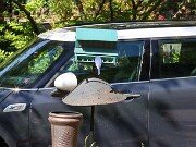 Bluebird 20250511 0005