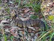 Cottonmouth Outer Banks 20251021 0003