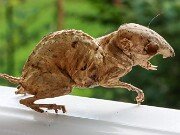 Wee Beastie 20250723 0002