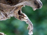 Wee Beastie 20250723 0004