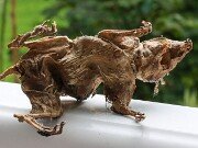 Wee Beastie 20250723 0009