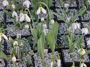 Winter Cold Frames 2025020210 0001