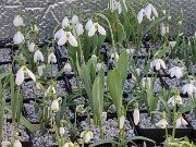 Winter Cold Frames 2025020210 0002