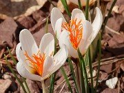 Winter Driveway Beds 20250226 0001