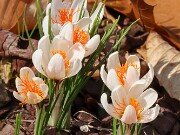 Winter Driveway Beds 20250226 0003