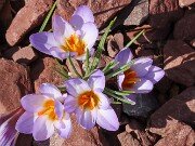 Winter Driveway Beds 20250226 0004