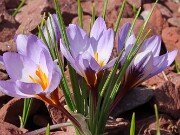 Winter Driveway Beds 20250226 0005