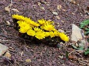 Winter Driveway Beds 20250226 0006