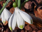 Winter Driveway Beds 20250307 0001