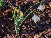 Winter Driveway Beds 20250307 0002