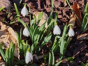 Winter Driveway Beds 20250307 0003