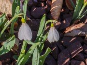 Winter Driveway Beds 20250307 0004