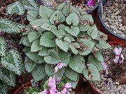 Fall Geenhouse Cyclamen 20251014 0044 (1)