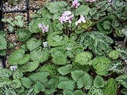 Fall Geenhouse Cyclamen 20251014 0046