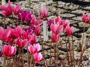 Fall Greenhouse Cyclamen 20250911 0013