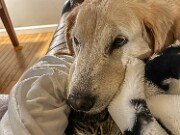 Sophie and Moose 20251104 0002