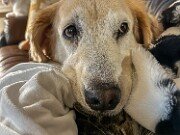 Sophie and Moose 20251104 0003