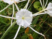 Summer Bog Gardens 20250807 0003