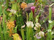 Summer Bog Gardens 20250807 0007