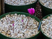 Summer Cyclamen hederifolium 20250723 0002