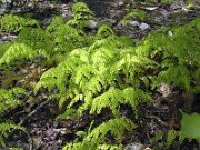 Adiantum