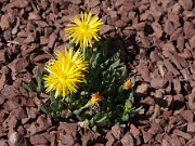Bergeranthus katburgensis 20110001