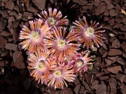 x Aloinanthus 20120318_0001