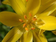 Nothoscordum dialystemon 0032