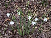 Acis ionica 20250902 0002