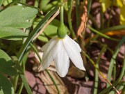 Acis nicaeensis 20180508 0001